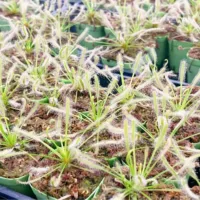 Белая Капа Доброго Надежд succulent зеленое растение в горшке теплица оптом агава кактус двенадцать рулонов мясные растения
