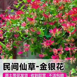�tɫ���y�������ʳ��ș����Ϙ��ļ��_���������̨ͥԺ����ֲ��