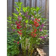 凤仙花种籽子混色指甲花景观盆栽庭院花种籽子四季播种驱蛇耐旱寒