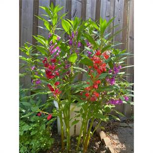 �P�ɻ��N���ӻ�ɫָ�׻����^����ͥԺ���N�����ļ����N����ͺ���