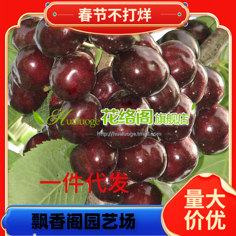 樱桃苗 现挖现发早熟果个大大樱桃树苗 嫁接樱桃车厘子果树苗