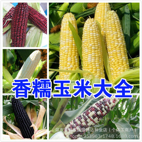 White Sweet Corn Seeds 182: Complete Collection of Seeds for Farmhouse Sticky Sweet Corn, Suitable for All Seasons