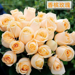 �㙉õ�������������ֱ�lˮ�B�r�л�ͬ�����f���]���˹�520����
