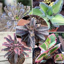 多肉植物不死鳥錦 多肉植物不死鳥錦批發 促銷價格 產地貨源 阿里巴巴