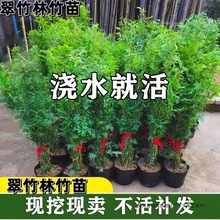 米竹盆栽丛生凤尾竹观音竹庭院植物阳台水培绿植好养盆景青竹子苗
