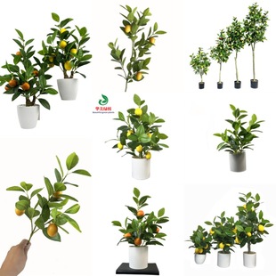 ���晎���~����Gֲ��������֦���Wins�L�Ҿ��b� �zӰ�Ĕz������