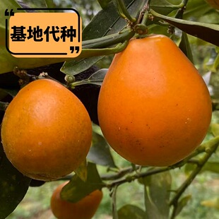 �V�����۽��ˮ����Ƥ��۽���ˮ�������Nֲ�����ش��N