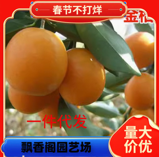 Authentic Ehime No. 28 Xiangshan Red Beauty Ehime No. 38 Gaping Citrus Orange Seedlings Grafted Seedlings Orange Saplings