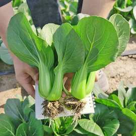 青梗菜种子种籽黑叶苏州青矮脚油菜青菜菜籽上海青四季蔬菜孑籽种