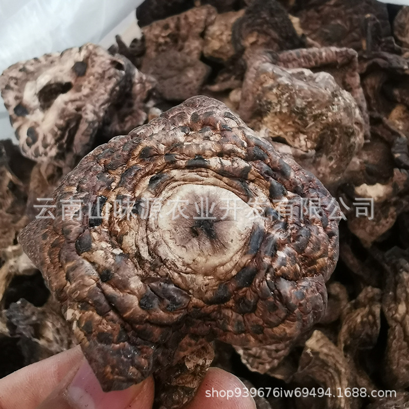 云南野生菌干货黑虎掌菌形状完好手工挑选一手货源产地批发大优惠