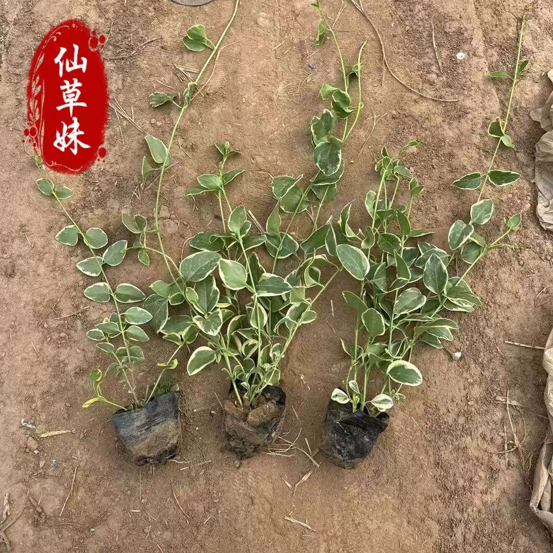 花叶蔓长春 基地批发常春藤 常青藤 工程绿化 花叶蔓常春藤爬藤类