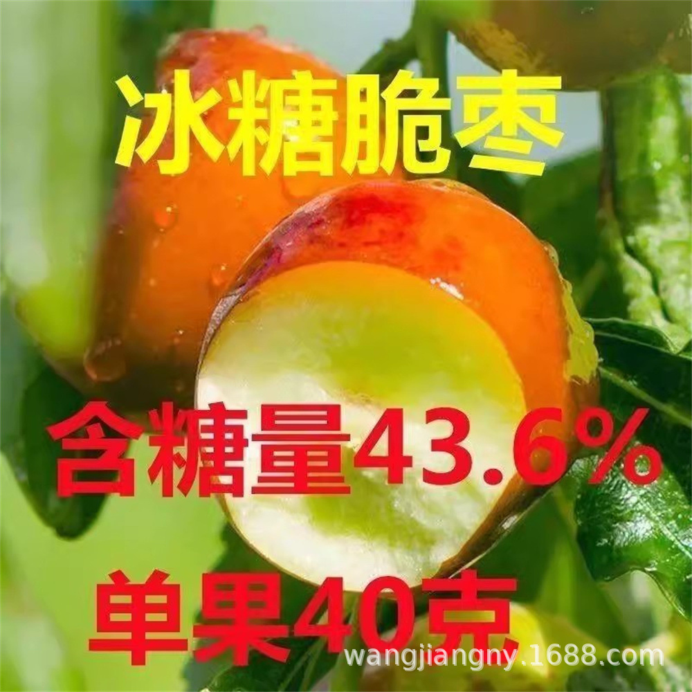 无核冰糖脆枣当年结果特大嫁接无核枣苗盆栽地栽南北方果树苗大全