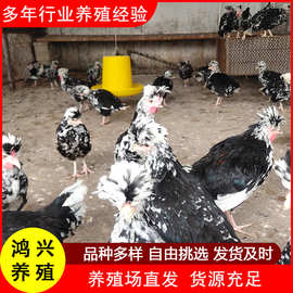 养殖场现货出售纯种贵妃鸡脱温鸡苗种苗活体批发贵妃鸡成品鸡活苗