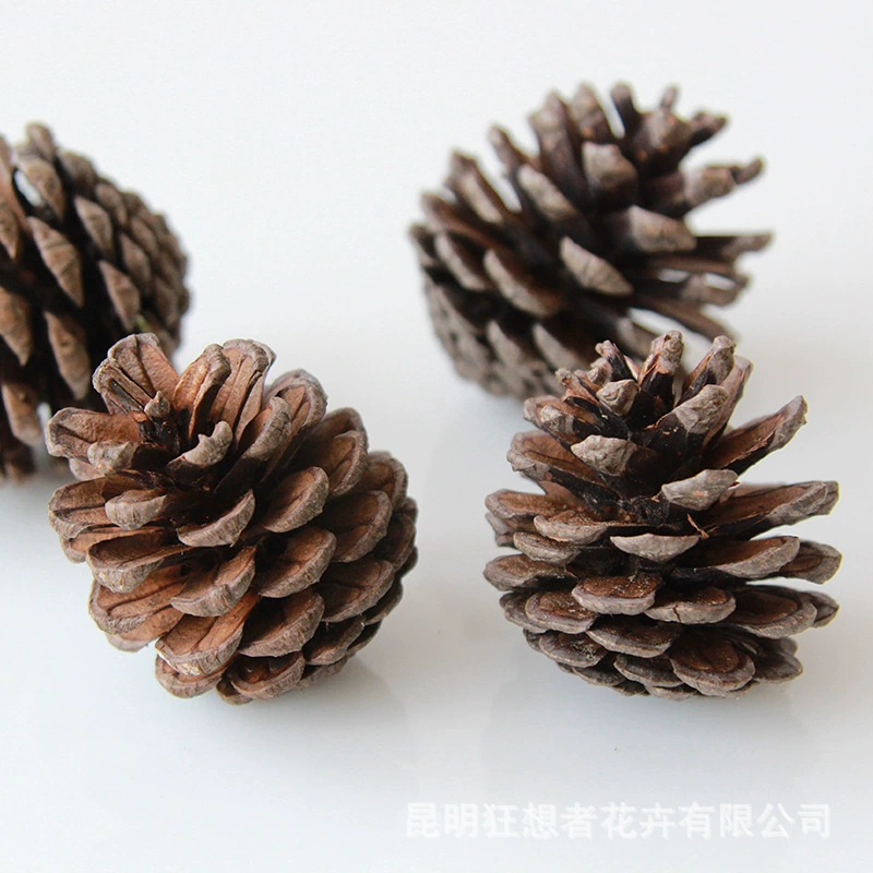 Dry Flower DIY Materials [Dry Fruit] Madman Sommelier Candle Plant Simagon Handmade Class Dry Flower Dry Branches Material