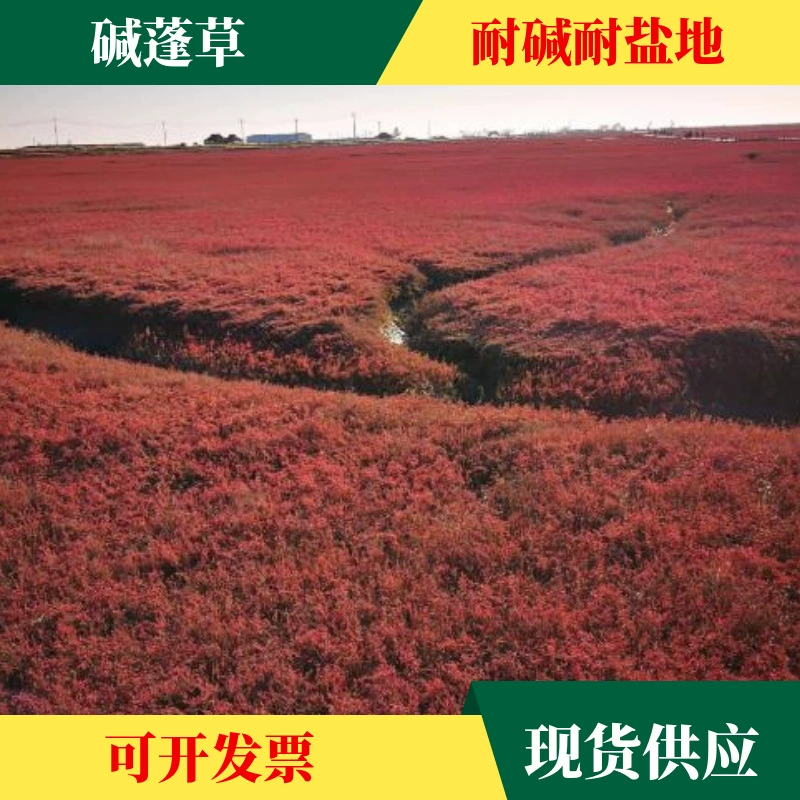 Семена Suaeda vulgaris оптом Elymus Salsa Солено-щелочные земли выращивание семян трав Холодостойкие Suaeda sibilis