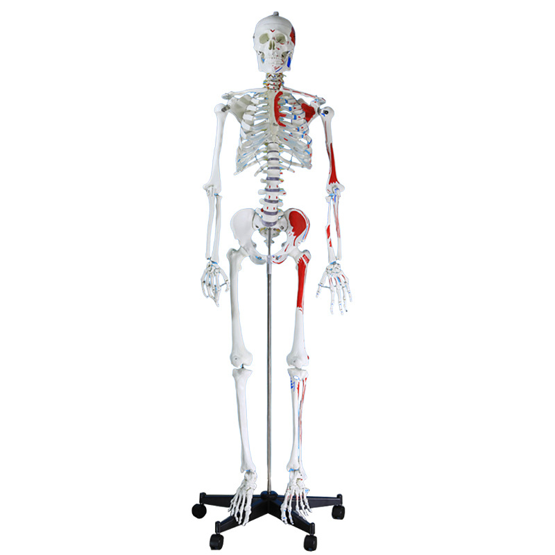 170CMҽѧȫ���������ģ�ͼ�����ɫ�����٤�ؽڿɲ�ж�ṹ�Ǽ�