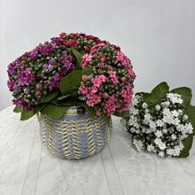 ���泤�ٻ��辰�������������ҾӾƵ������԰��ֲ��Ӱ����װ��