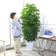 发财树大型盆栽客厅花卉八方来财鸭脚木绿植鸭掌木植物