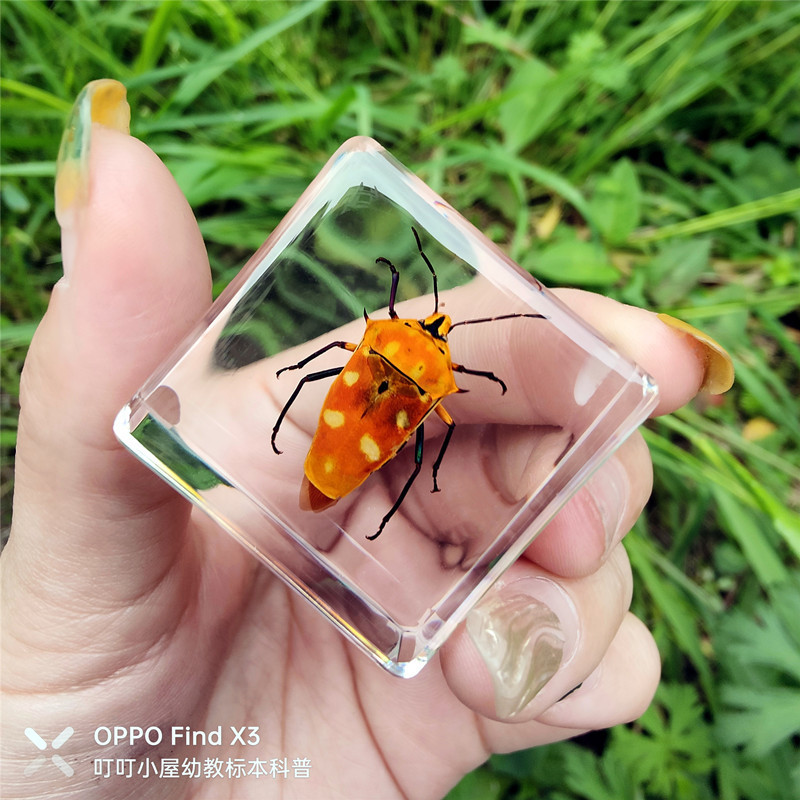 주황색 뿔 방패벌레 80%