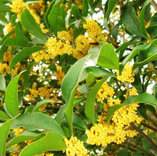 桂花种子樱花芙蓉花格桑花种子四季种植观赏盆栽跨境热卖花卉种子