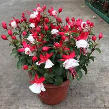 ذ굹Rԟ\СRĻ紹ɏmļ_