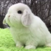 White lying ears ❤️❤️ prosperity ❤️❤️