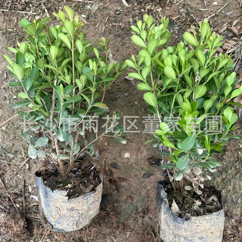 批发瓜子黄杨杯苗 豆瓣黄杨杯苗 湖南色块地被瓜子黄杨杯苗批发价