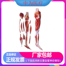 �О��t�� ������֫�Y�����ʽ̌Wģ�� ��֫���⸽��ҪѪ����ģ��