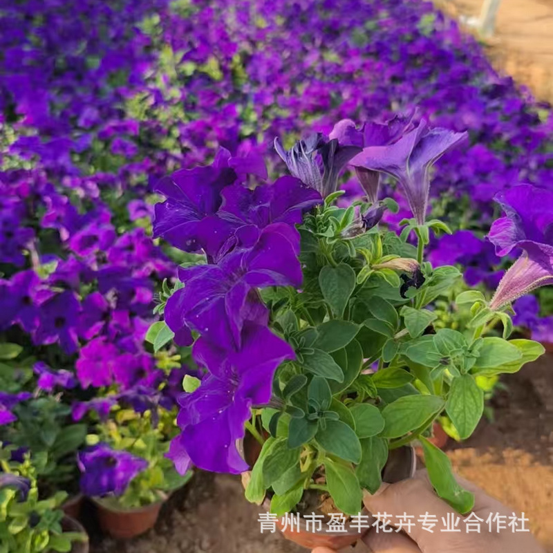 微信图片_202504070810482