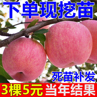 �޽Ӽt��ʿ�O���������Ե��԰���ͥԺ�O�����ϱ����N���䮔��Y��