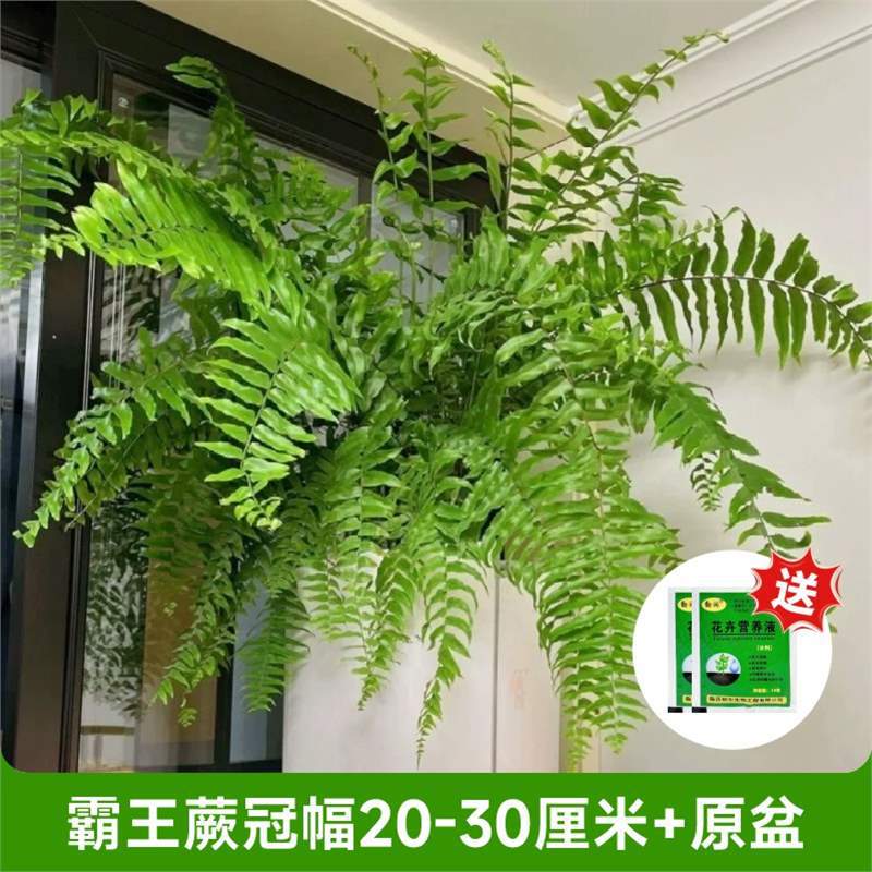 [오늘의 특가] 대왕고사리 왕관폭 20- 30cm + 무료 영양액 (110 # 원래 분지