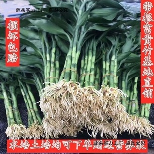 ���F�񎧸���ˮ�B�͏d����횸��F�����Ӵ�����ˮ��ֲ���֧���~