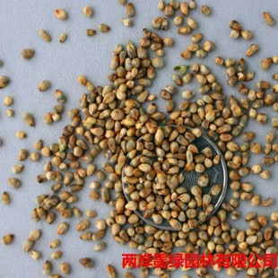 �G�����̻���ݷN�� �a���S������ݸ�ԭ���ݷN�� �����S��ݷN��