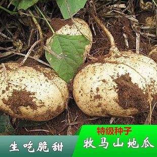 ���Rɽ�عϷN�ћ����N�ӛ��������ļ��߲˹Ϲ���ȫ�����l�ԷN