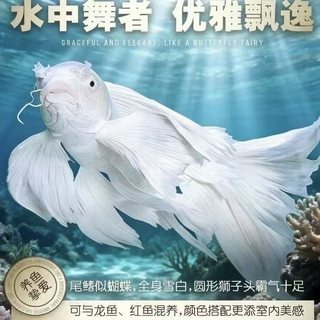 纯种蝴蝶贵妃长尾普身石膏冷水白蝴蝶渔场锦鲤观赏鱼背满好养