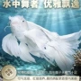 纯种冷水长尾石膏观赏鱼