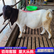 成年波尔山羊母羊波尔山羊活体活物波尔山羊种公羊大型养殖