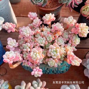 ��ζ�ڠ�������w�����_�����^�Ϙ�Ⱥ���������k��������