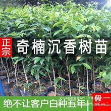 ���F��骳�������Ĵ�С�~��z�ľһ���Gľ�޽������纣�Ϙ��ľ