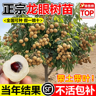 ���ۘ���޽�����ˮ�����烦�����Aʯ���Ϸ��ļ��Nֲ���Ԯ���Y��