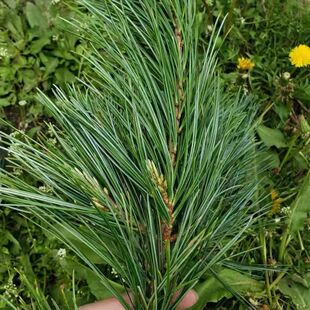 Ұ�ɘ�֦���r������ɘ��~��ˮ����֦�r�п�ʳ�������֦�}�Q��