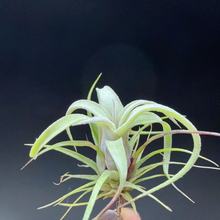 늾С/Bϵ՚P潛ƷNlNѲoֲ