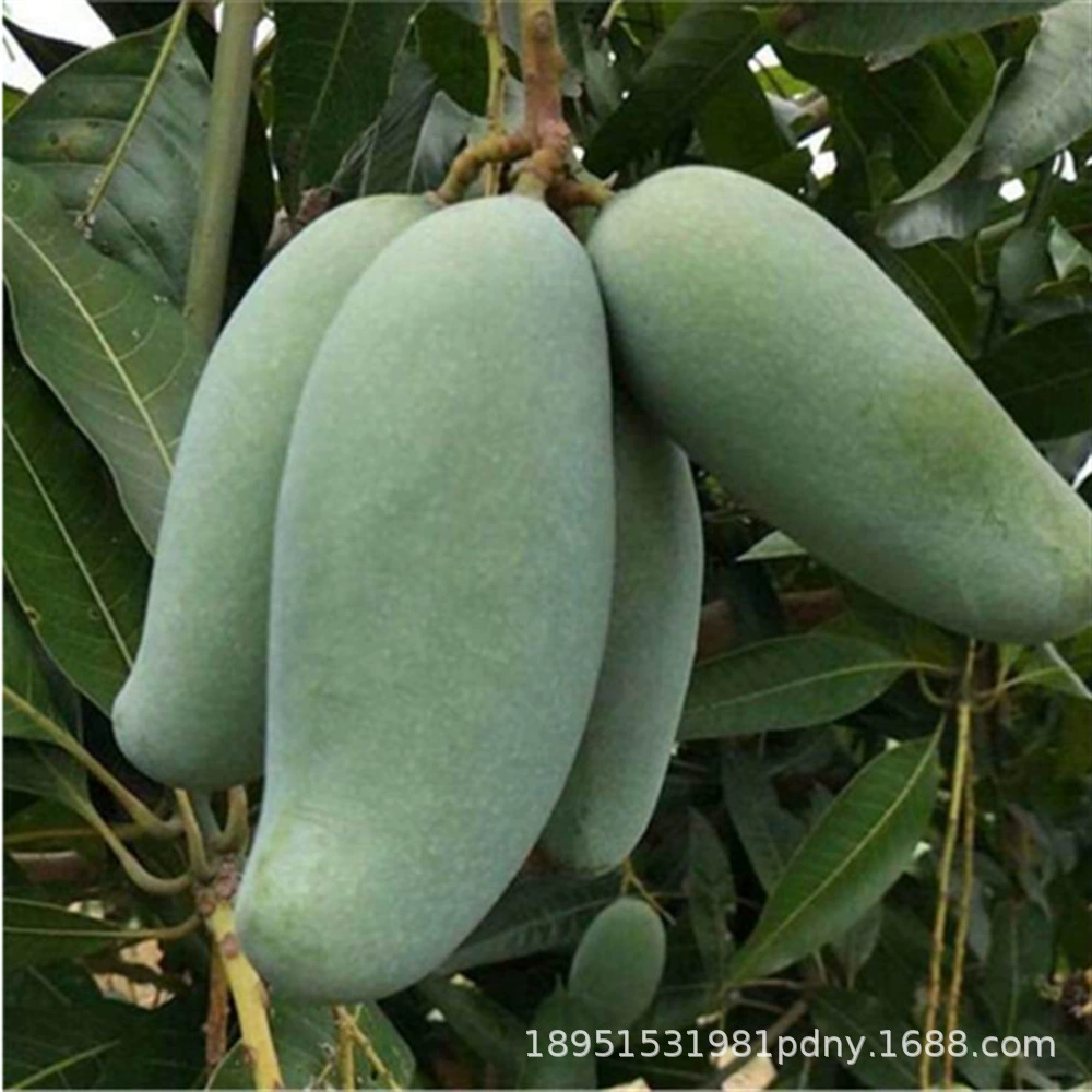 Императорская наложница Рассада манго Подлинная прививка Рассада манго Итоги года Посадка в Южном горшке Плодовая рассада Манго