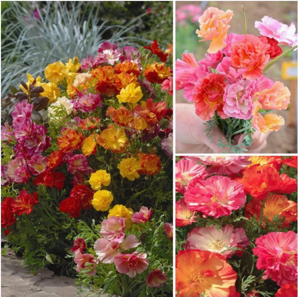 跨境皱边花菱草种子重瓣加州虞美人四季种易活花种籽耐寒多年生花