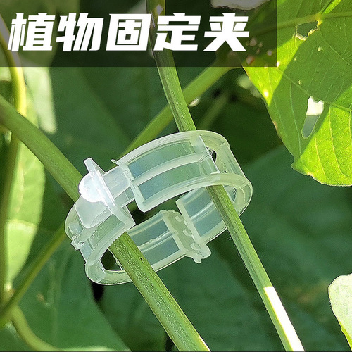 植物固定夹 塑料绑蔓植物夹绑枝夹吊蔓夹扶蔓夹藤蔓绿萝固定夹