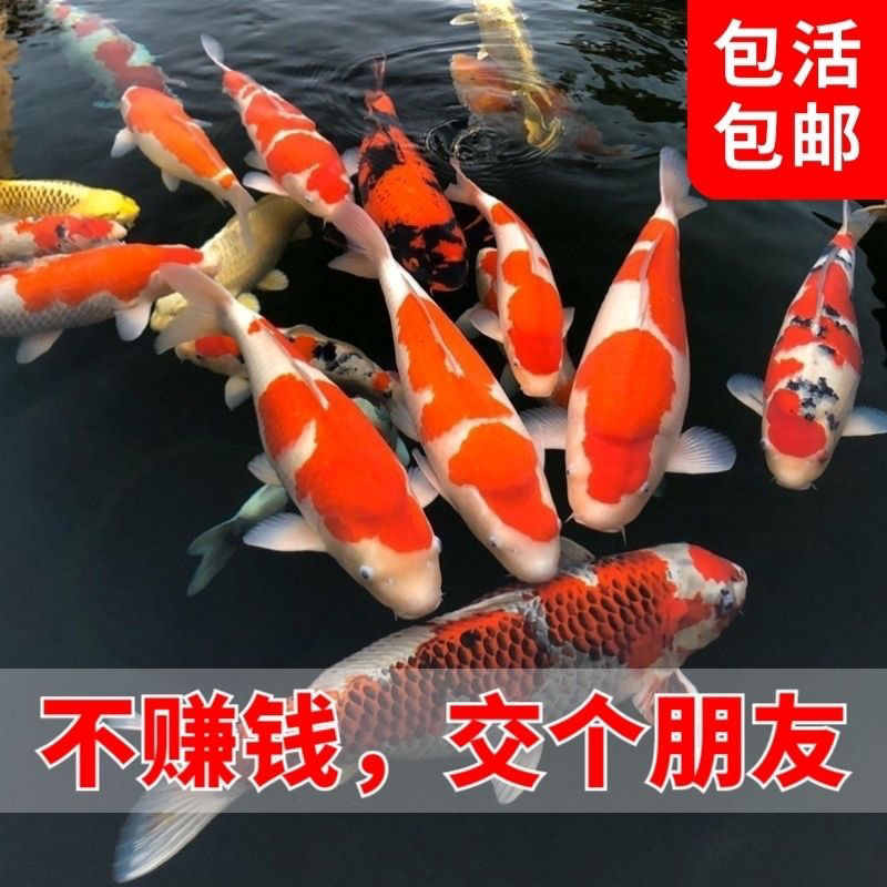 广州发货锦鲤观赏鱼冷水淡水小鱼苗红白三色招财锦鲤鱼七彩锦鲤鱼