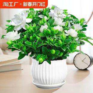 Gardenia Potted Plant with Buds, Old Stump Jasmine Flower Hydroponic Green Plant, Easy to Grow Indoors in All Seasons, Nine-Mile Fragrant Tree Sapling