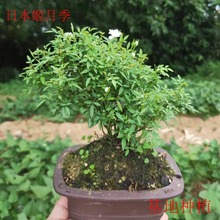 日本金平糖 日本金平糖品牌 图片 价格 日本金平糖批发 阿里巴巴