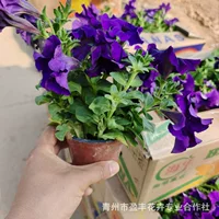 Петуния для аренды на праздники, цветы фиолетовые, красные, розовые, доступны для выбора, растения для проекта зеленения, петунии.