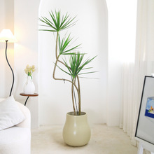 ǧ�~����ǧ��ľ�Gֲ�����҃ȿ͏d�k���һ��w�Gֲ�����՚�